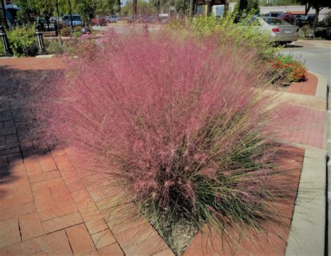 Gulf muhly named new Texas Superstar plant - AgriLife Today