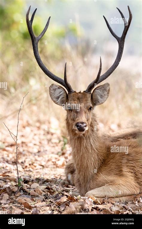 India, Madhya Pradesh, Kanha National Park. A portrait of a resting, large barasingha buck with ...