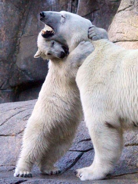 Polar bears hugging Animals And Pets, Funny Animals, Animals Images, Wild Animals, Bear Pictures ...