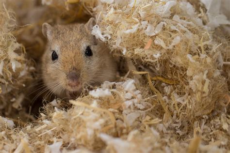 Best Gerbil Bedding - The Pet Supply Guy