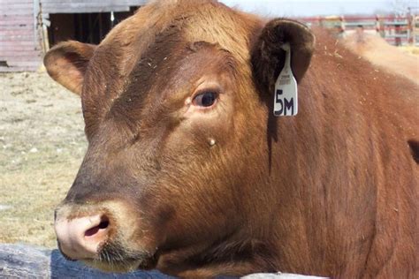 Red Angus Cattle Breed: Pictures, Facts, Uses, Origins ...