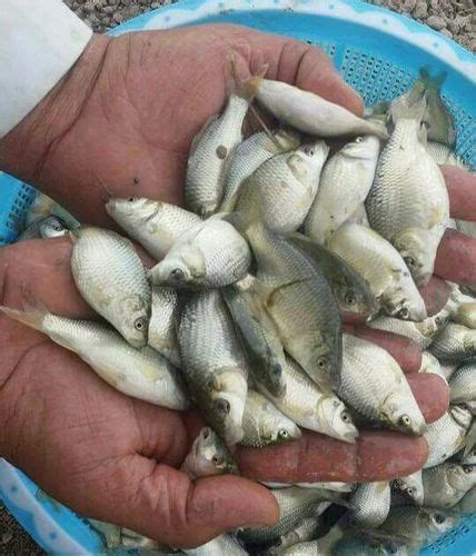 Mangur Fish Farming Consultancy at Rs 1000/piece in Umargam | ID ...