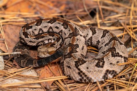 Timber Rattlesnake | South Carolina Partners in Amphibian and Reptile ...