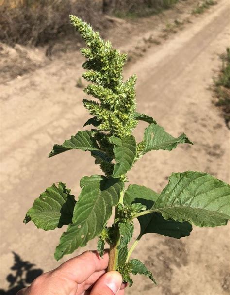 Pigweed identification (a quick guide) | Pigweed, Medicinal weeds, Medicine garden