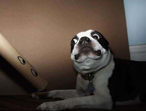 Dogs Scared by The Most Ridiculous Things | Funny dog pictures, Funny animals, Boston terrier