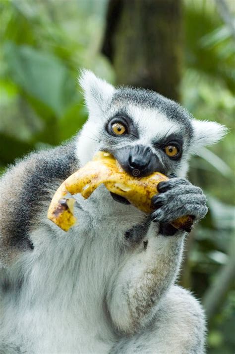 Lemur eating banana stock image. Image of feeding, outdoors - 1828705