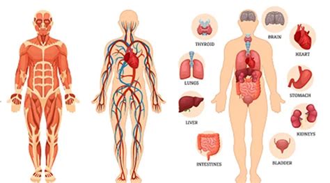 51 fun facts about the human body, from a science teacher