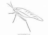 Katydid Back Look Coloring Page For Kids  Free Crickets Printable sketch template