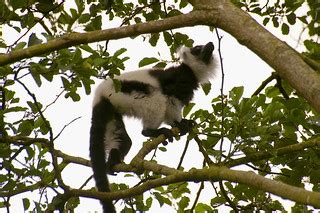 Maki vari noir et blanc | Black-and-white ruffed lemur Still… | Flickr