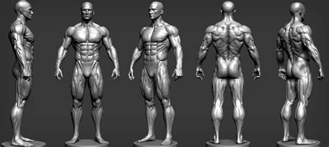 ArtStation - Male Anatomy Study, Andres Zambrano | Anatomy sketches, Man anatomy, Anatomy sculpture