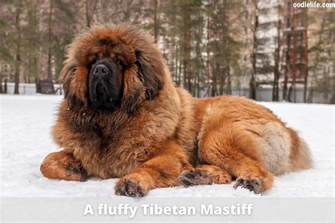 7 Big Fluffy Dog Breeds [with Photos] - Oodle Life