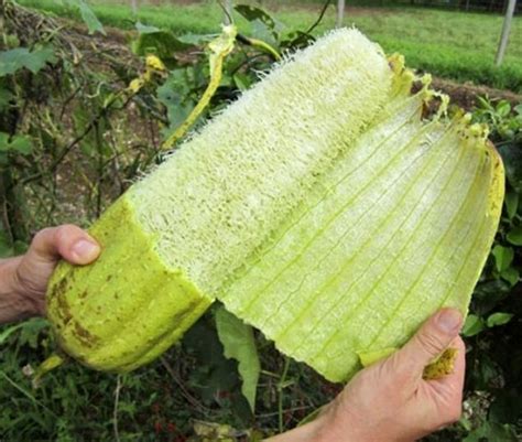 How to Grow Loofah Plants - Plant Instructions