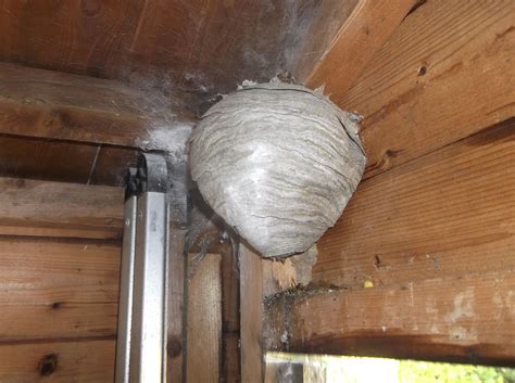 Wasp And Hornet Nest Removal - Photos