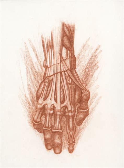 Hand Anatomy Drawing at PaintingValley.com | Explore collection of Hand Anatomy Drawing