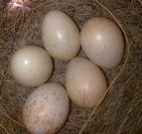 File:Robin eggs.jpg - Wikipedia