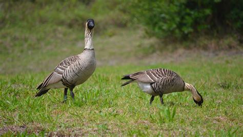 Endemic Hawaiian goose breeding, nesting season begins