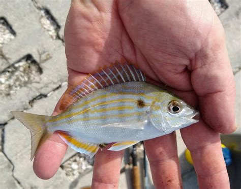 Pinfish Gunnar | www.roughfish.com