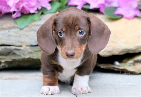 29+ Miniature Dachshund Puppies For Free Photo - Bleumoonproductions