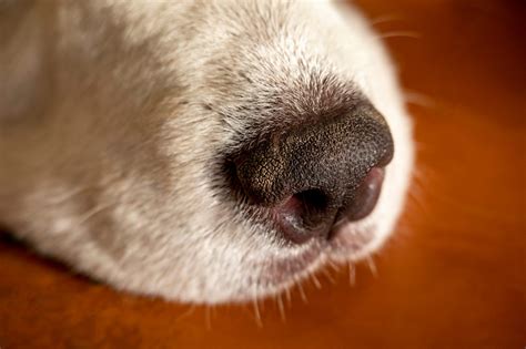 6 reasons why your dogs' nose is dry and when to be concerned