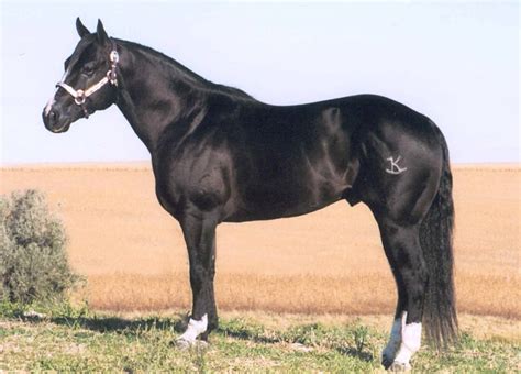 Black Quarter Horse Stallion | Stunning Horse Photos