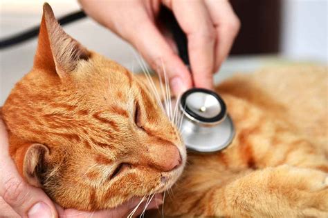 Medication, Weight Loss, And Other Therapies For Cats In Pain