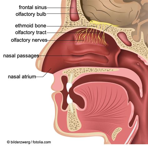 Olfactory Mucosa Location