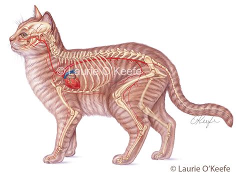 Circulatory system of the cat viewed from the left lateral side featuring major arteries ...