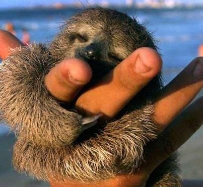 19 Reasons You Should Be Excited To Get Out Of Bed | Cute baby sloths ...