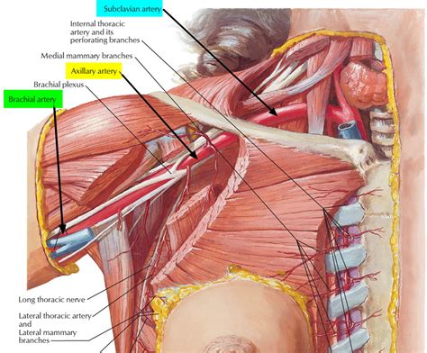 How To Find Brachial Artery