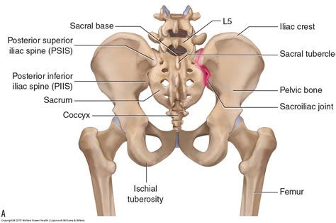 Psis Anatomy