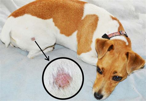 9 Common Dog Skin Problems with Pictures (Prevention and Treatment) – ruffeodrive