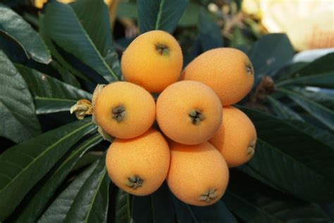 How To Grow, Care for, and Harvest From a Loquat Tree | HappySprout