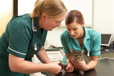 The role of the veterinary nurse in the management of senior pets ...