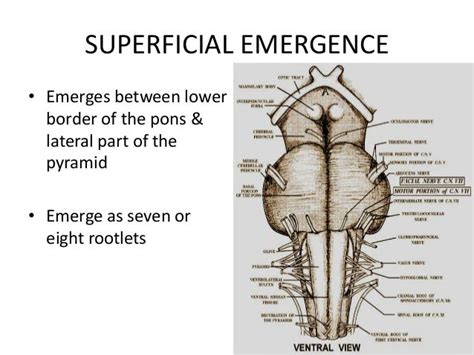 Abducent nerve dnm