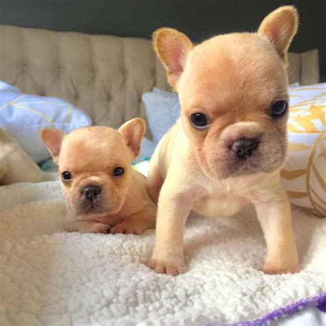 The Absolute Cutest Cream French Bulldog Puppies