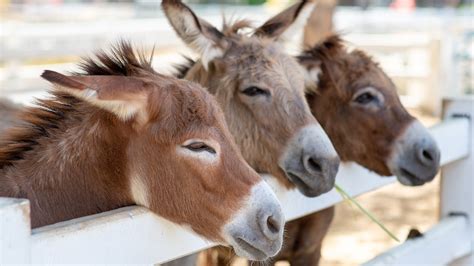 The World's Most Expensive Cheese Comes From Balkan Donkey Milk