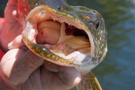 Northern Pike Teeth: Facts and Fiction - Outdoors Cult