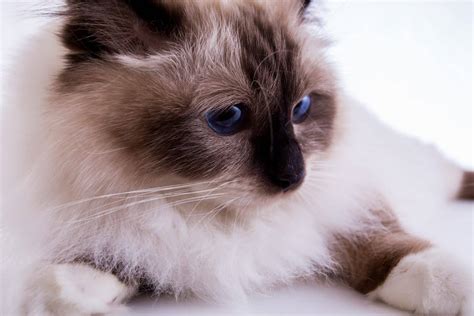 Burmese Cat Breeders New Jersey | Kittens & Cats for Sale