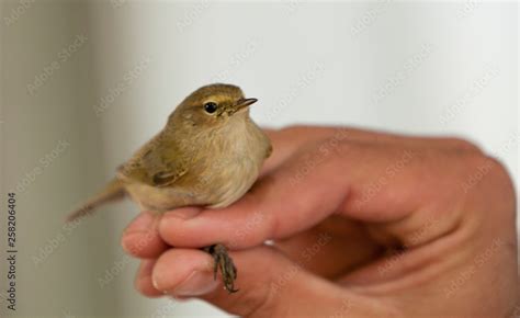 Birds of Israel, birds of the Holy Land Stock Photo | Adobe Stock