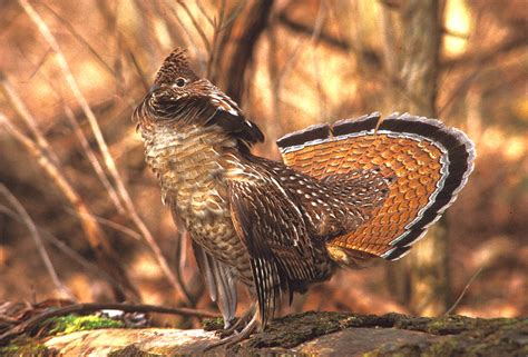 Grouse Facts - RGS