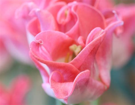 Pink tulips on Behance