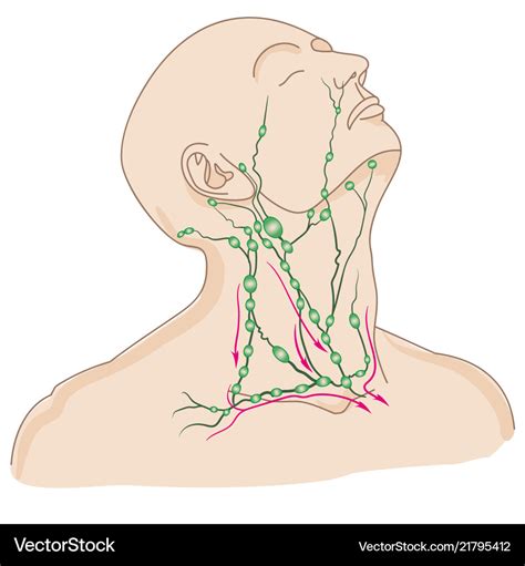 Lymph nodes of head and neck Royalty Free Vector Image