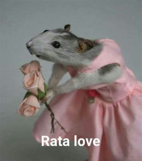 Pin by Hap on Cursed images + text responses | Cute rats, Funny rats, Funny animal pictures