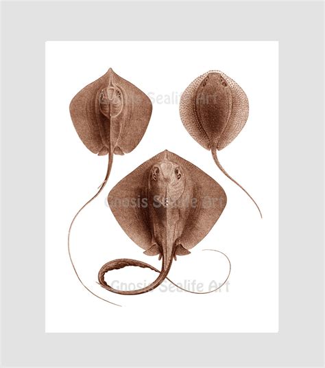 Stingray Art Print Set of 4 Sealife Art Prints Ocean Life | Etsy