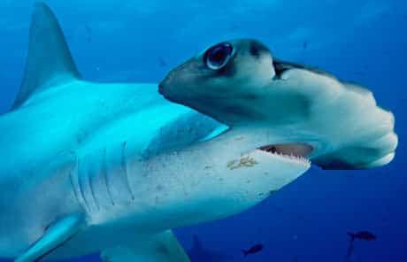 Hammerhead Sharks: Species, Behavior, Overview | SchoolWorkHelper