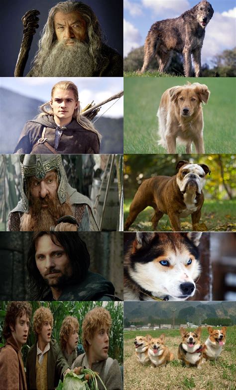 Lord of The Rings: Fellowship of the Dogs | The hobbit, Lord of the rings, Lotr characters