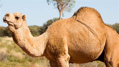 10,000 feral camels to be shot in Australia to save water : r/vegan