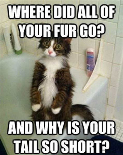 Where did all of your fur go (With images) | Kittens, Cute cats, Funny ...