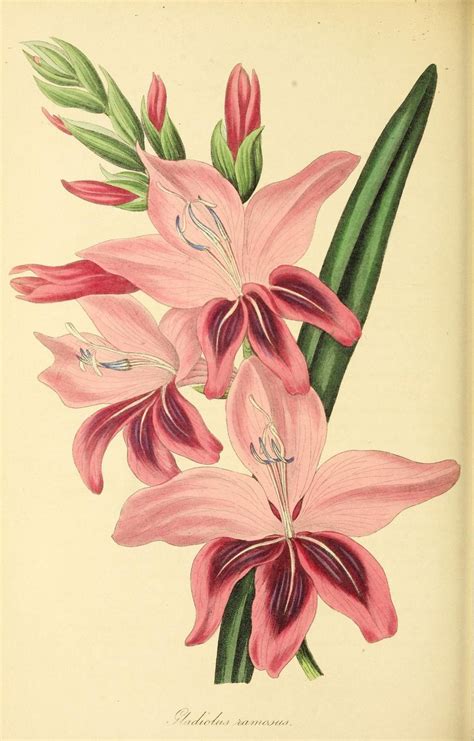 v.6 (1839) - Paxton's magazine of botany, - Biodiversity Heritage Library | Botany, Botanical ...