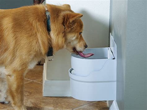 The Best Automatic Waterers for Dogs & Cats - IneptHomeowner